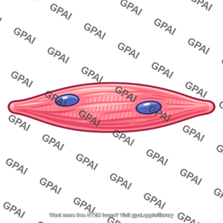 Muscle cell