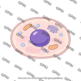 Animal cell