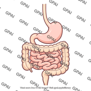 Mammal digestive system