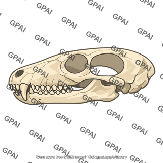 Cynodont skull