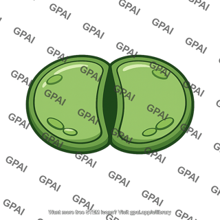 Stomata closed