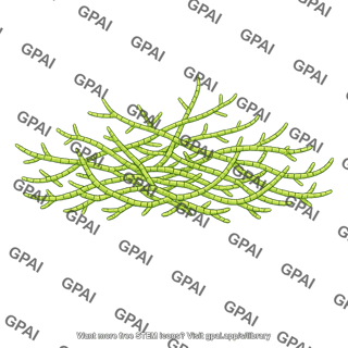 Protonema