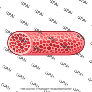 Erectile tissue