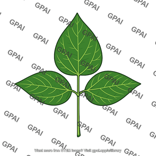 Bean leaf trifoliate