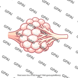 Mammary gland milk producing