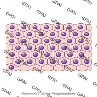 Cell monolayer