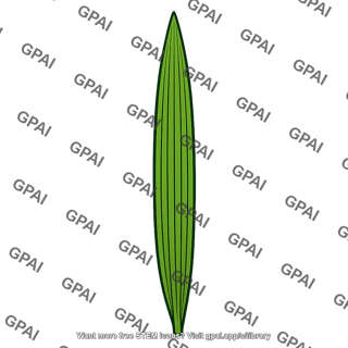 Monocot leaf