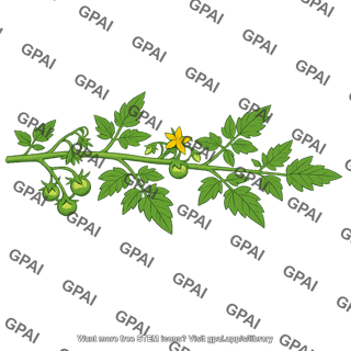 Tomato vine