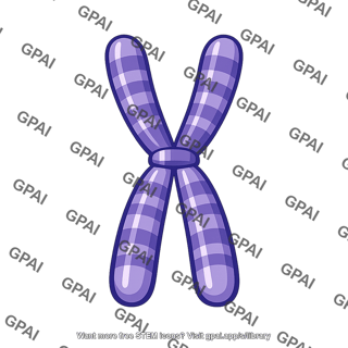Chromosome human