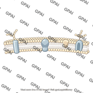 Plasma membrane with proteins and carbohydrates