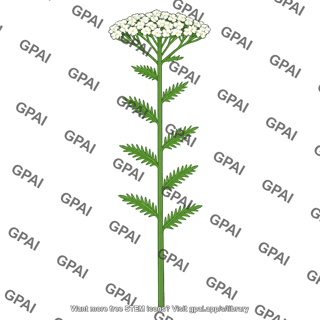 Yarrow plant tall