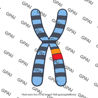 Altered chromosome structure
