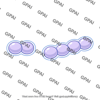 Streptococcus pneumoniae smooth