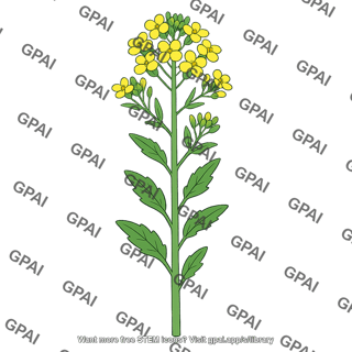 Canola plant