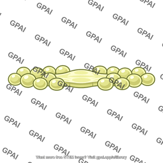 Vesicle forming cell plate