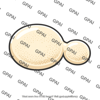 Saccharomyces cerevisiae budding