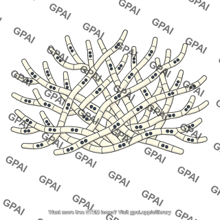 Mycelium dikaryotic