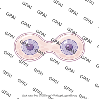 Lung cell newt dividing