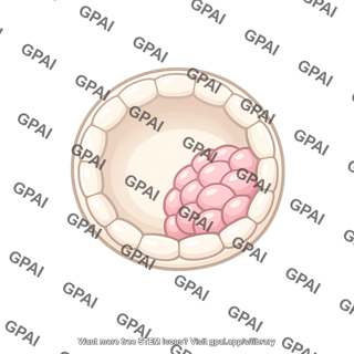 Mammalian blastocyst