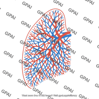 Capillary bed left lung