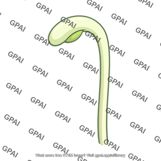 Hypocotyl hook