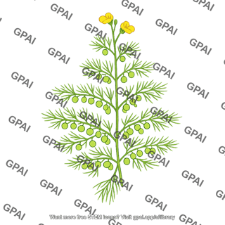 Floating bladderwort