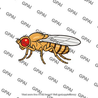 Fruit fly red eyed