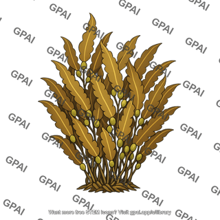 Kelp bed