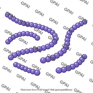 Streptococcus pyogenes