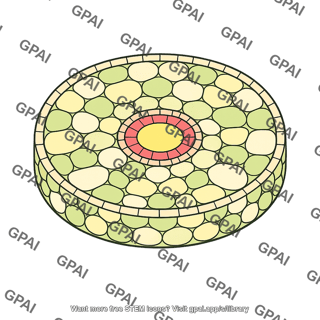 Root cortex