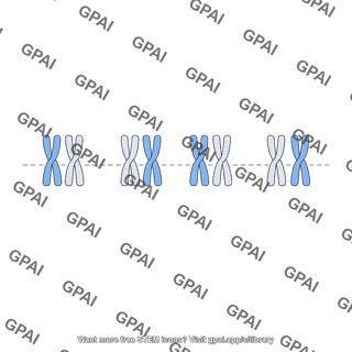 Metaphase i plate