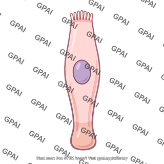 Taste cell