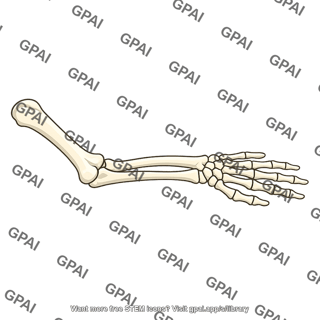 Mammalian forelimb