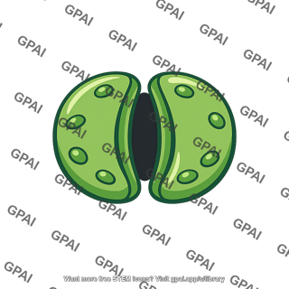 Leaf stoma open