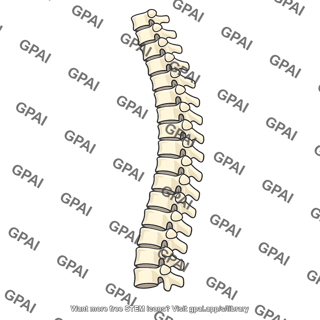 Vertebrate backbone