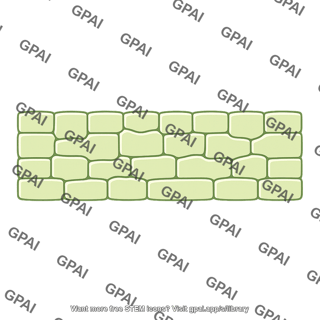 Epidermis plant