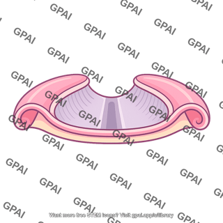 Neural tube open