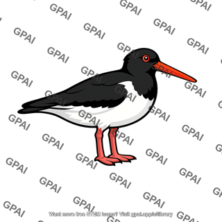 Oystercatcher
