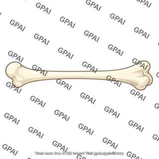 Leg bone
