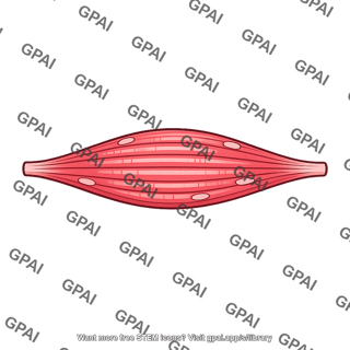 Skeletal muscle bundle