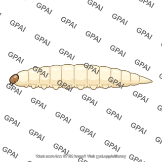 Fruit fly larva wild type