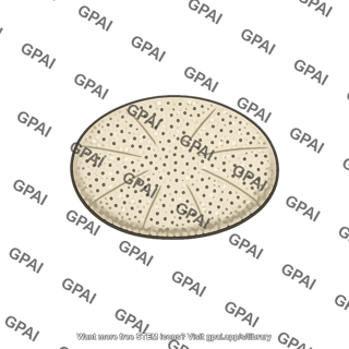 Madreporite sea star