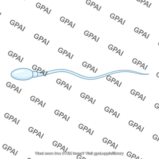 Sperm cell