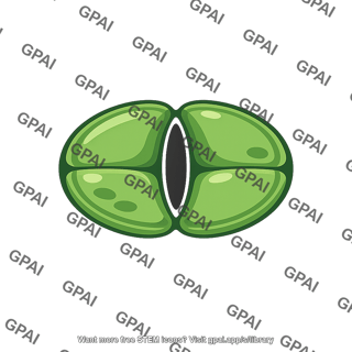 Plant leaf stoma