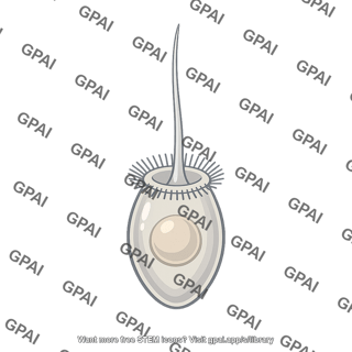 Choanoflagellate