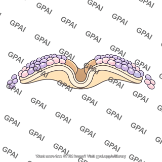 Neural crest