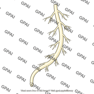 Root gravitropic