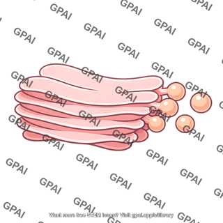 Golgi apparatus trans face