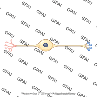 Afferent neuron pseudounipolar