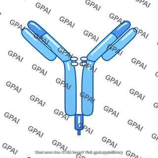 B cell antigen receptor